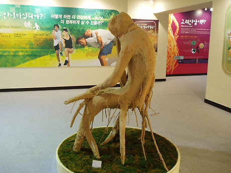 금산인삼 이미지