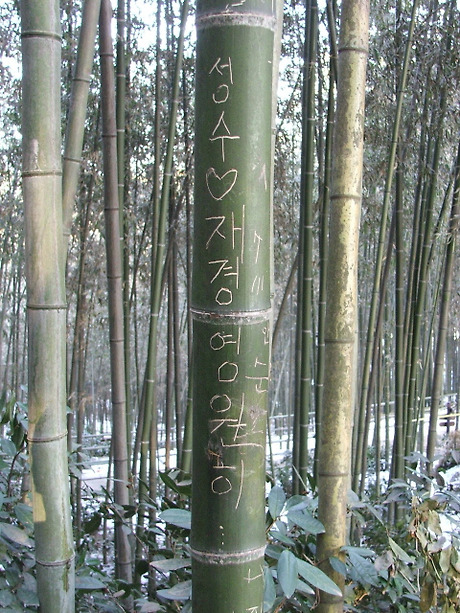 죽림원 이미지