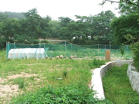 닭과 오리 이미지
