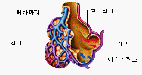 download Иллюстрированная анатомическая номенклатура. Дыхательная система